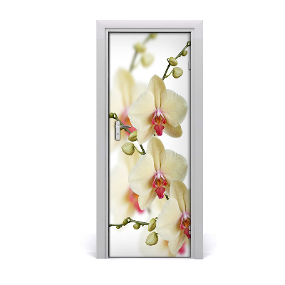 Fototapeta samolepiace na dvere Orchidea