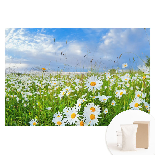 Veľkoplošná fototapeta na stenu Kvitnúca lúka v lete