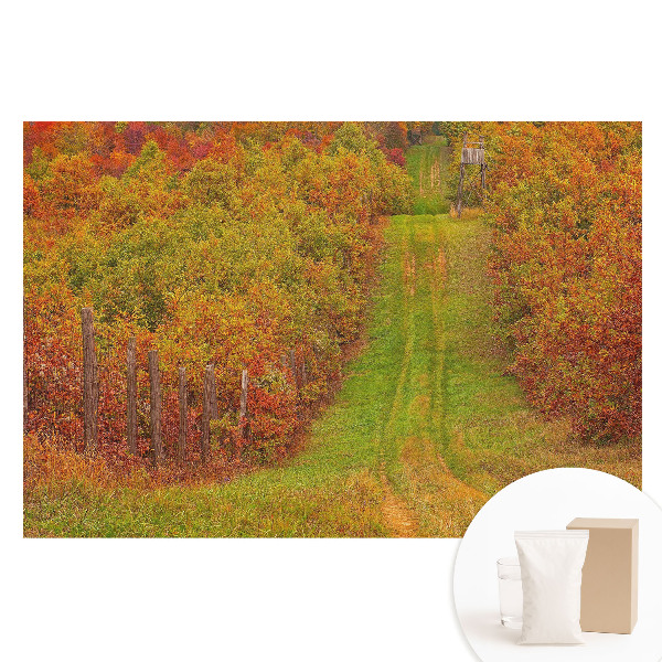 Fotografická tapeta na netkanej textílii Jesenná cesta medzi farebnými stromami