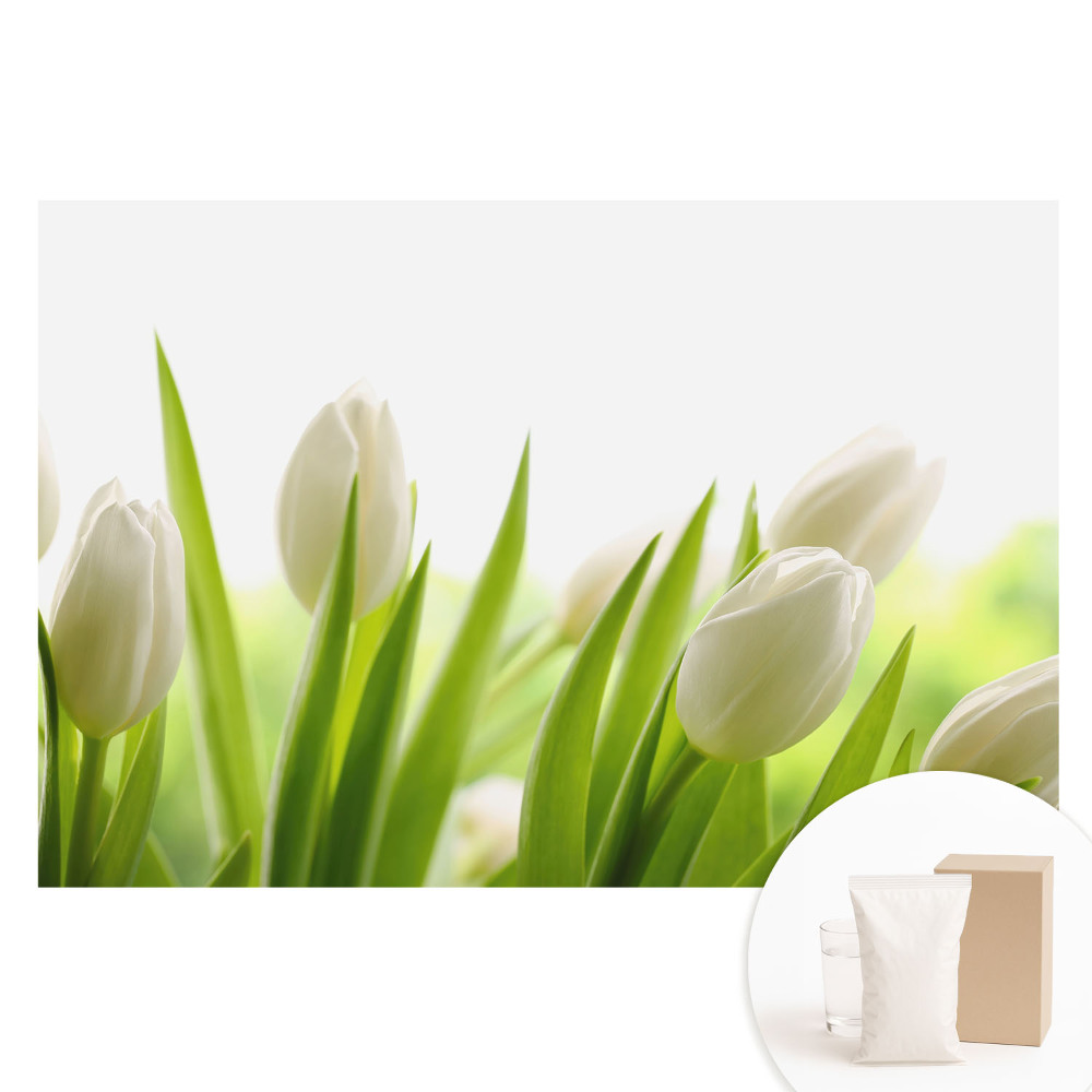 Fototapeta na netkanej textílii Jemné biele tulipány moderná elegancia