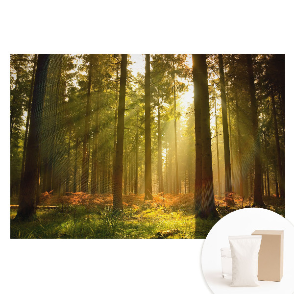 Netkaná tapeta s potlačou Slnečný les ráno