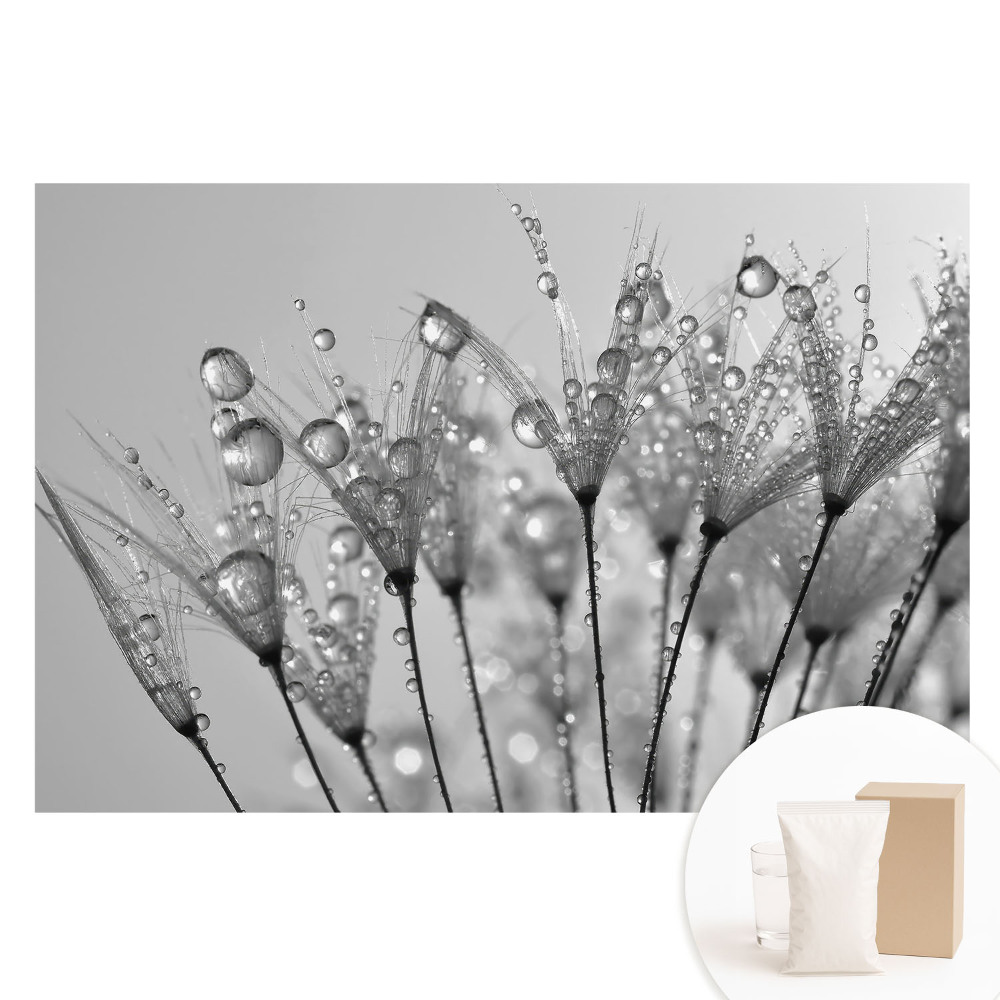 Fototapeta s potlačou na netkanej textílii Kvapky na semienkach púpavy