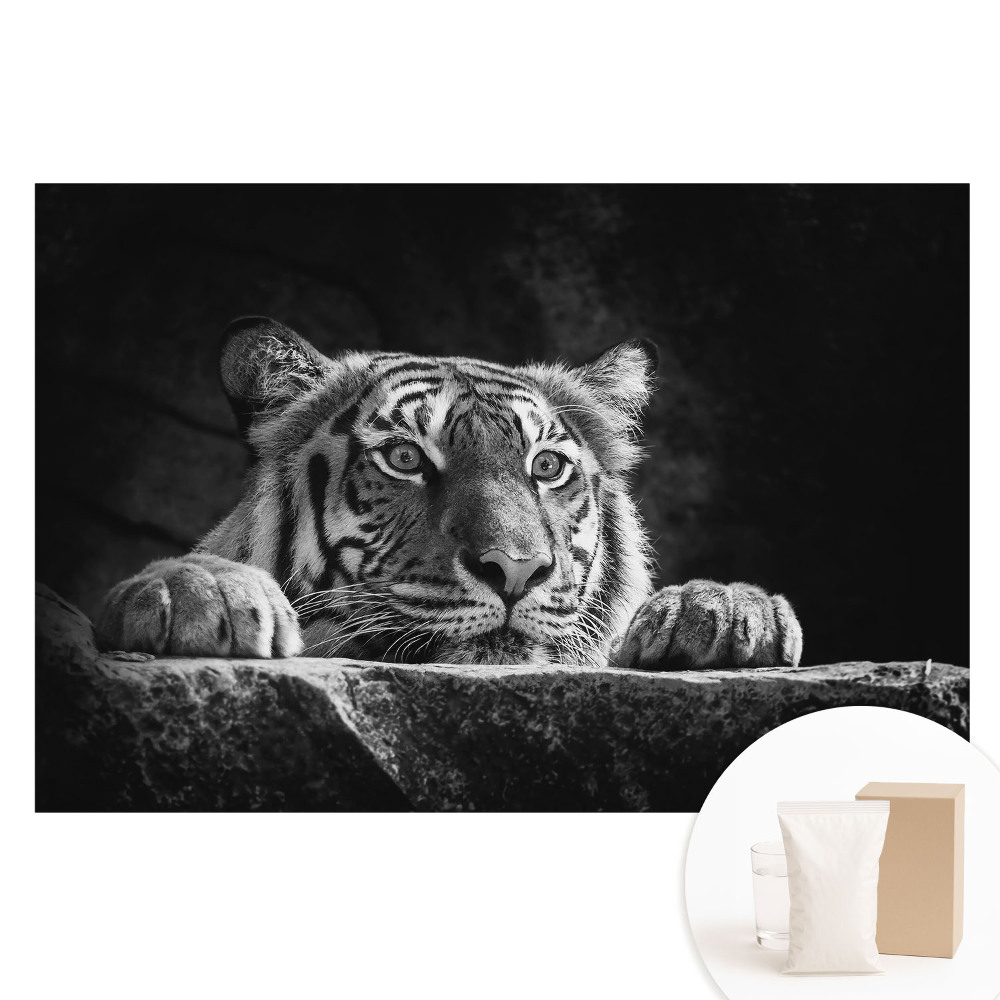 Fototapeta na netkanej textílii Tiger v čiernej a bielej farbe