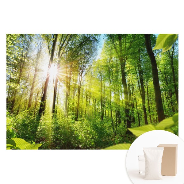 Fototapeta na netkanej textílii Energia slnečného žiarenia v lesnej krajine.