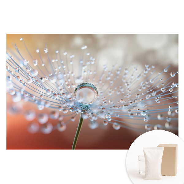 Fototapeta na netkanej textílii Priehľadná kvapka na vláknach púpavy