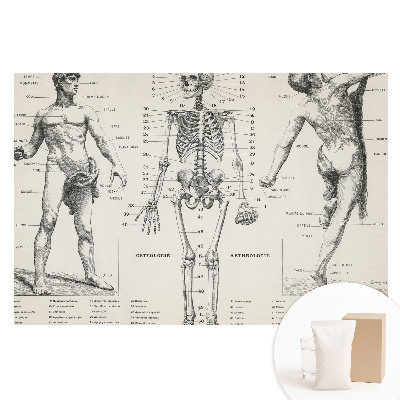 Netkaná tapeta Anatomické ilustrácie v retro štýle