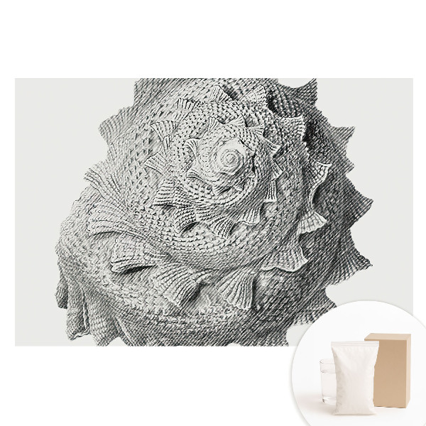 Netkaná fotografická tapeta Vizuálna harmónia špirálovej škrupiny