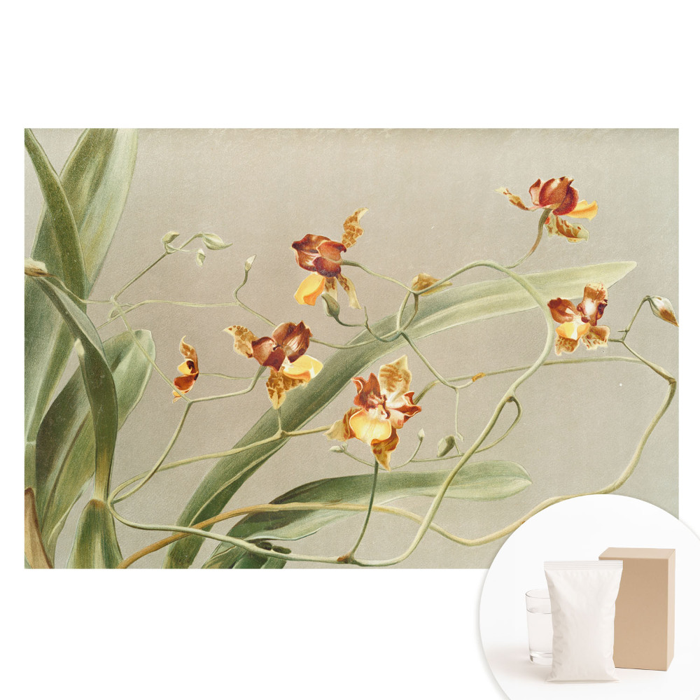 Fototapeta na vliesovom podklade Krásne orchidey na sivom pozadí