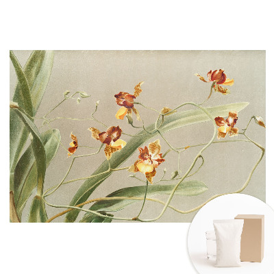Fototapeta na vliesovom podklade Krásne orchidey na sivom pozadí
