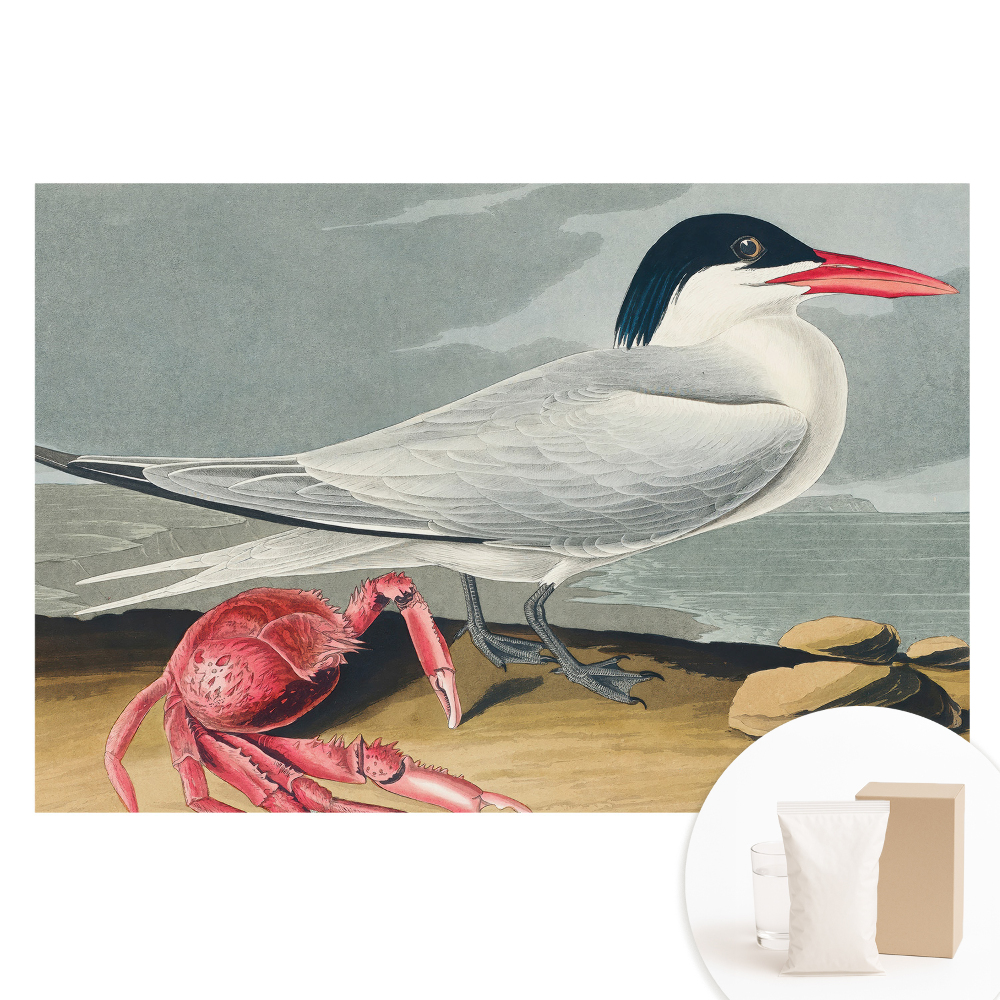 Fotografická tapeta na netkanej textílii Vták a krab, klasický duet prírody