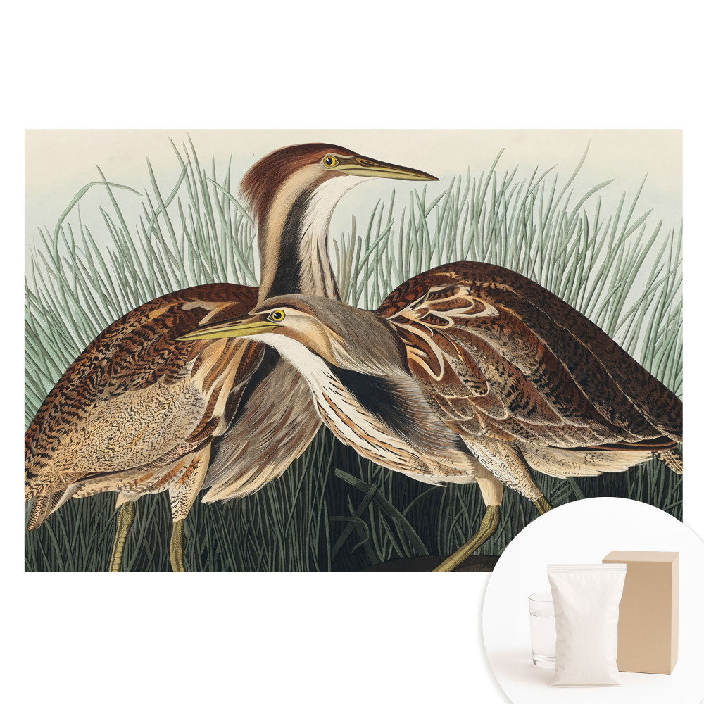 Veľkoplošná fototapeta na stenu Vtáky v tráve Klasický realizmus Symetria