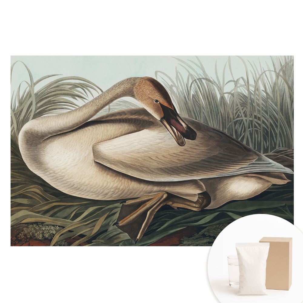 Fototapeta na netkanej textílii Klasická labuť s rastlinami v pozadí