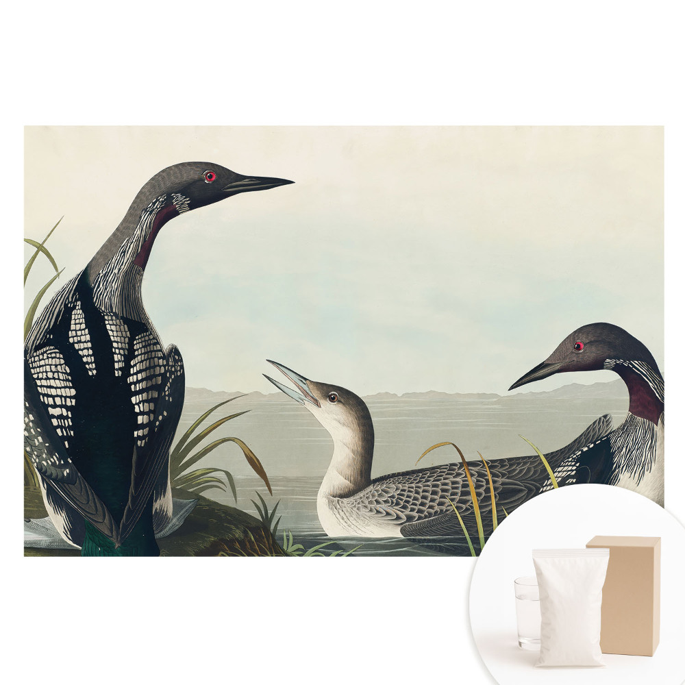 Fototapeta s potlačou na netkanej textílii Tri vtáky v klasickom štýle.