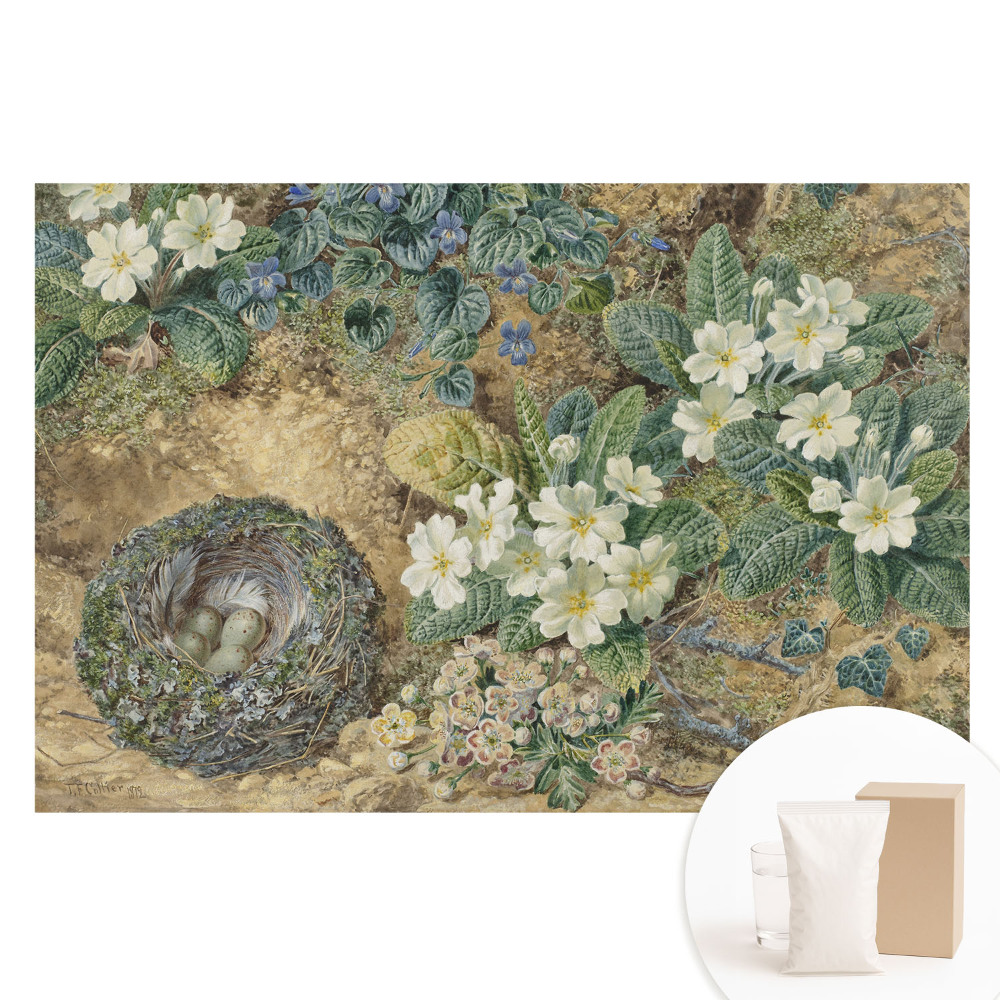 Veľkoplošná fototapeta na stenu Kvety prvosienky s vtáčím hniezdom