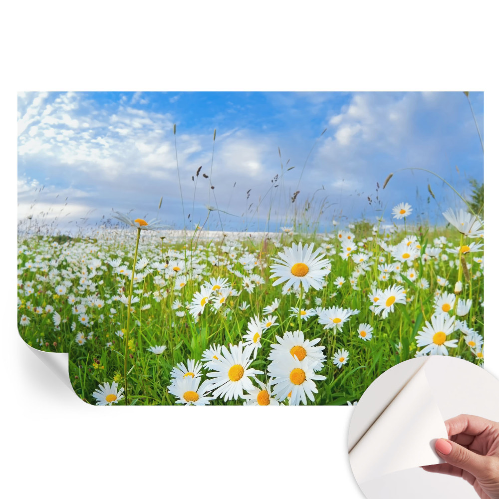 Samolepiaca fototapeta do spálne Letná lúka