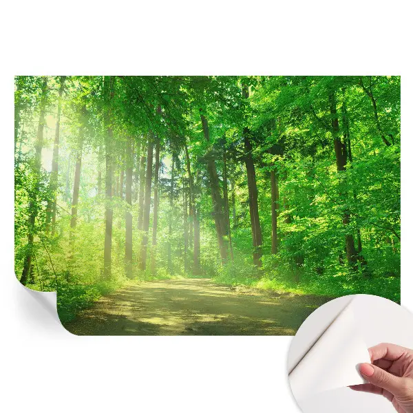 Moderná fototapeta do obývačky Lesný chodník