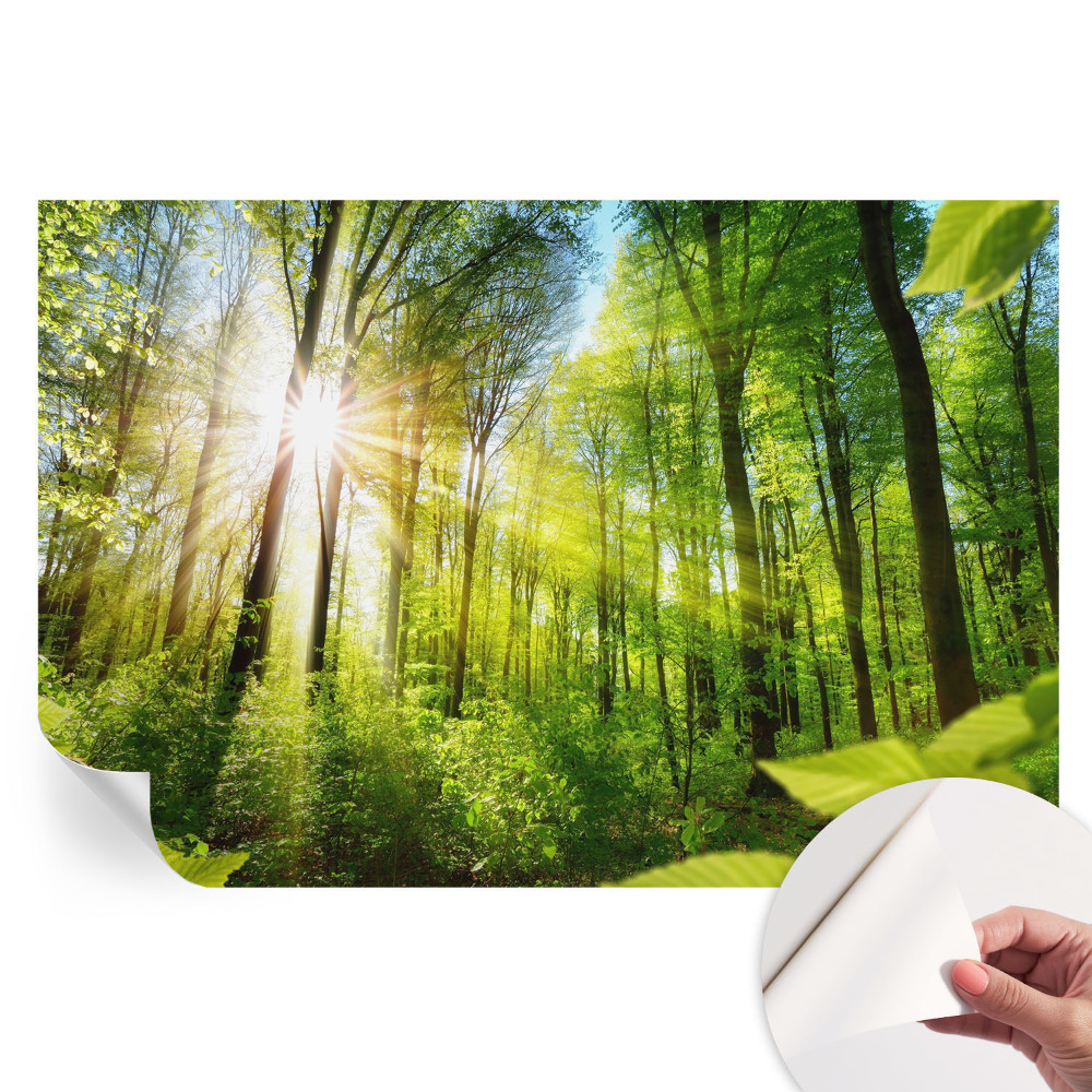 Samolepiaca nástenná maľba Lesné svetlo