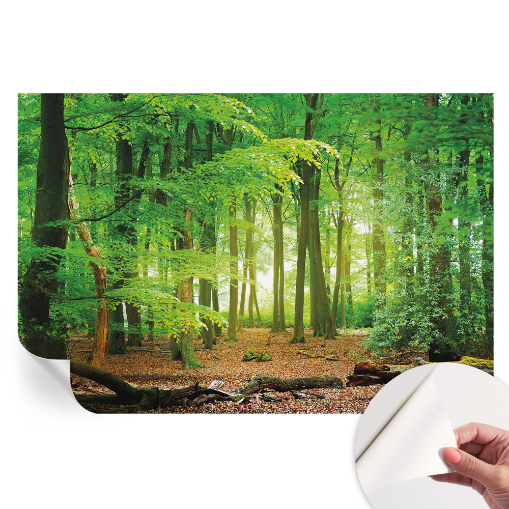 Samolepiaca fototapeta Zelený les do spálne