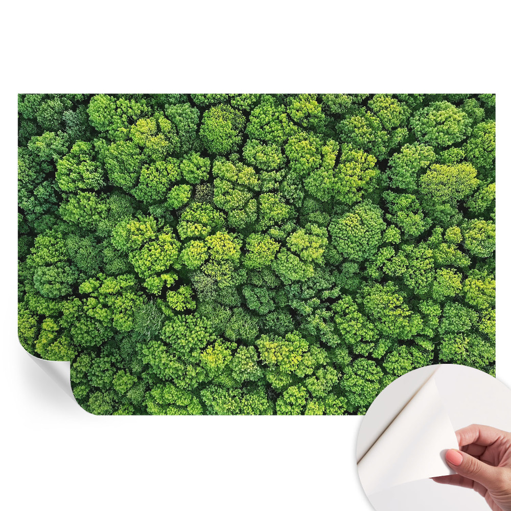 Samolepiaca nástenná maľba Lesná panoráma