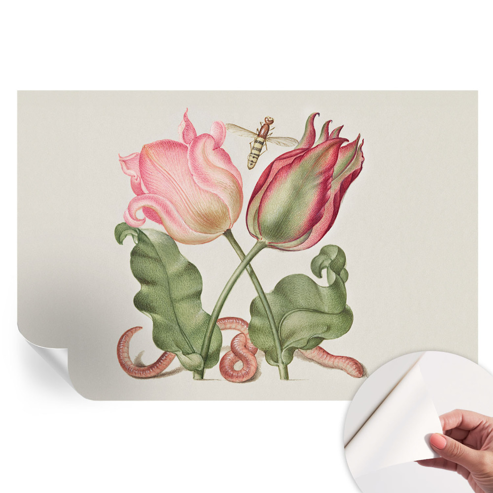Samolepiaca fotografická tapeta Tulipánová krása