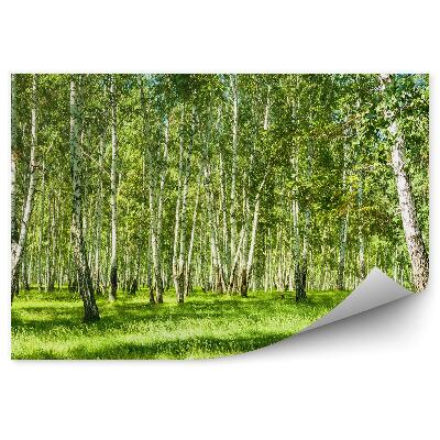 Fototapeta Brezový les počas slnečného dňa