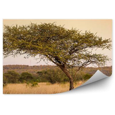 Fototapeta Akácia Strom Tráva Tiger Západ Slnka