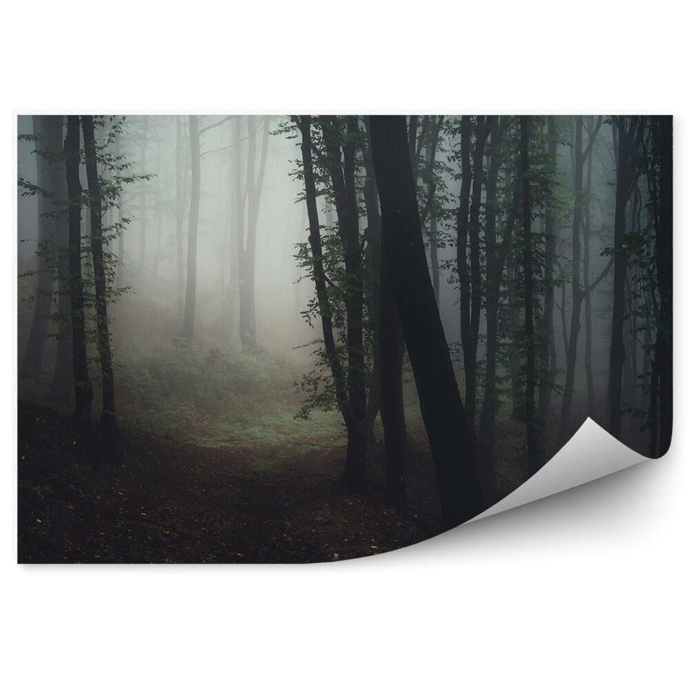 Fototapeta Stromy lesná cesta hmla