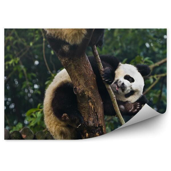 Fototapeta Mávajúca panda