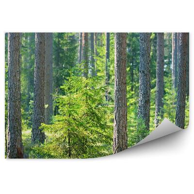 Fototapeta Borovicový les tráva