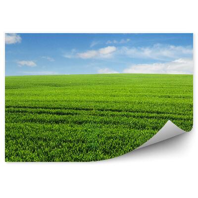 Fototapeta Tráva Polia Obloha Mraky