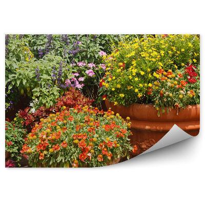 Fototapeta Kvetiny v kvetináčoch farebné kvety