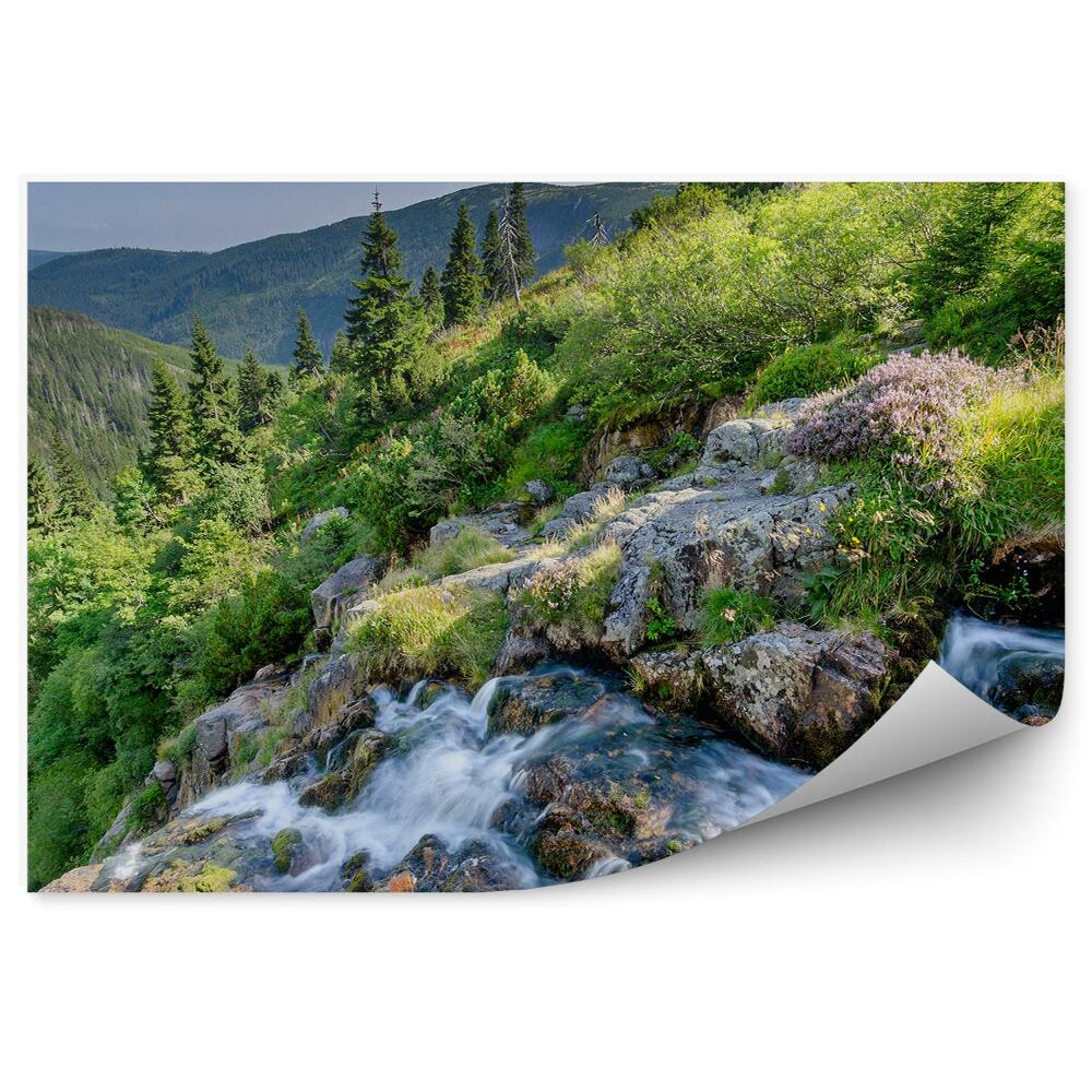 Fototapeta na stenu Sudety vianočné stromčeky hory lesy