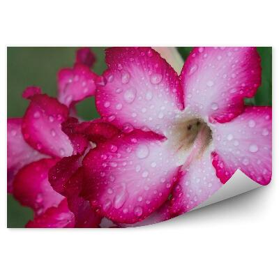 Fototapeta Ružové Kvety Rosa Zelené Listy Pozadie