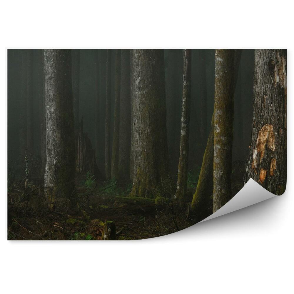 Fototapeta Smrekovcový les noc