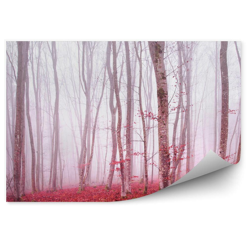 Fototapeta Magická lesná hmla