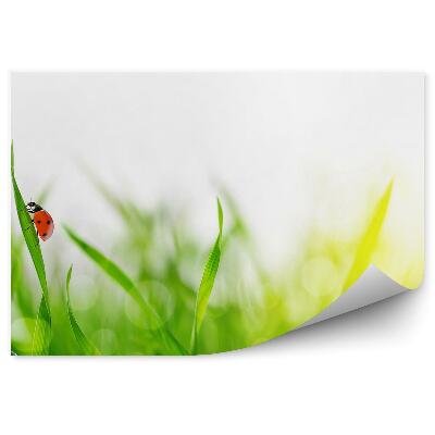 Fototapeta Zelená tráva kvapky rosy beruška príroda zviera