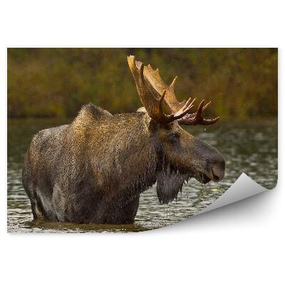 Fototapeta Los v jazere