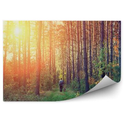 Fototapeta na stenu Borovicový les tráva človek pes západ slnka