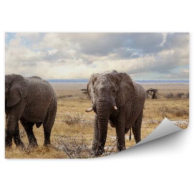 Fototapeta Africký Národný Park Slon Suchá Tráva