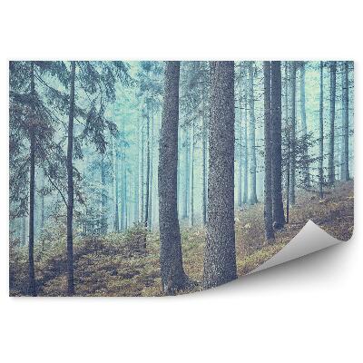 Fototapeta na stenu Ihličnatá lesná hmla