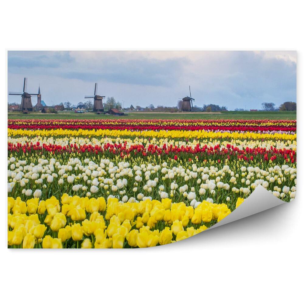 Fototapeta Pole Tulipánov Holandsko Obloha Mraky
