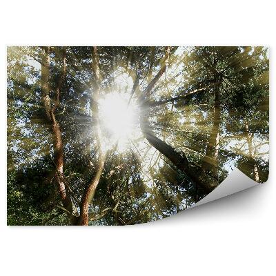 Fototapeta na stenu Lesné slnko