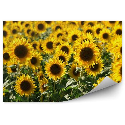 Fototapeta Pole Slnečnicových Kvetov
