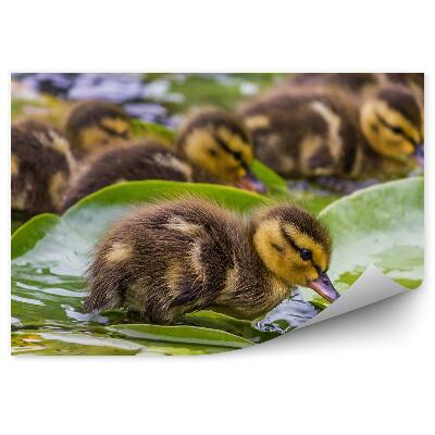 Fototapeta Kačacie Ľalie Listy Voda