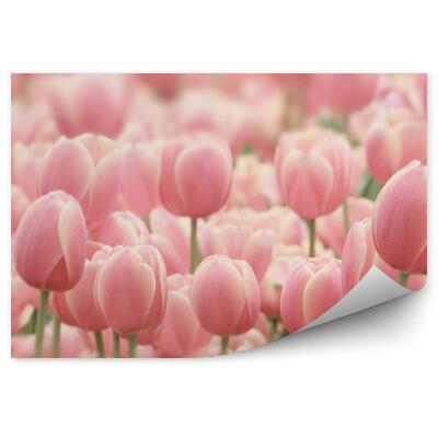 Fototapeta na stenu Ružové Tulipány
