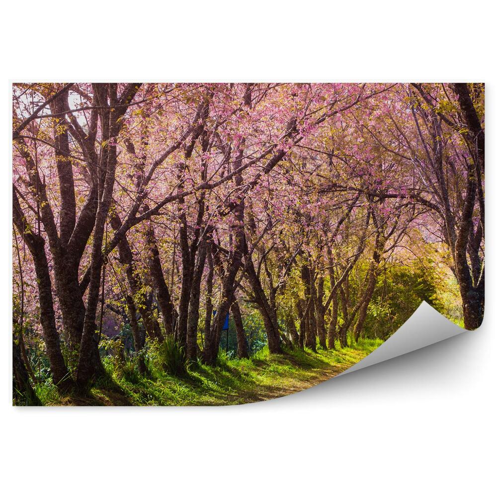 Fototapeta na stenu Cesta Rozkvitnutých Čerešní Thajsko Príroda