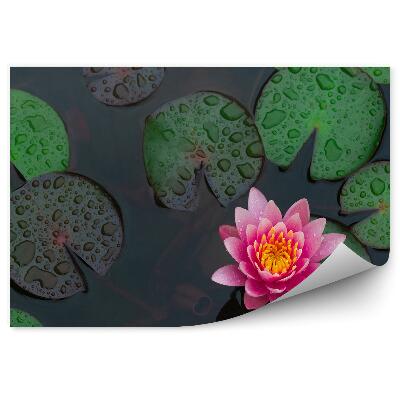 Fototapeta Pohľad Zhora Na Kvet Lekna