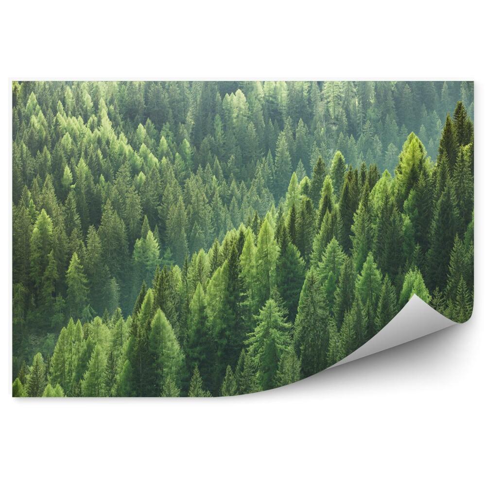 Fototapeta Zelený ihličnatý les