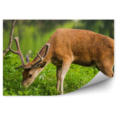 Fototapeta na stenu Jeleň na pozadí jazera