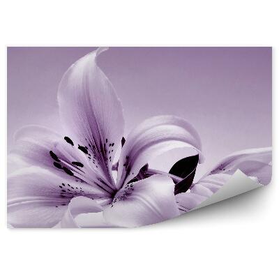 Fototapeta Fialová Ľalia Pozadie Kvet